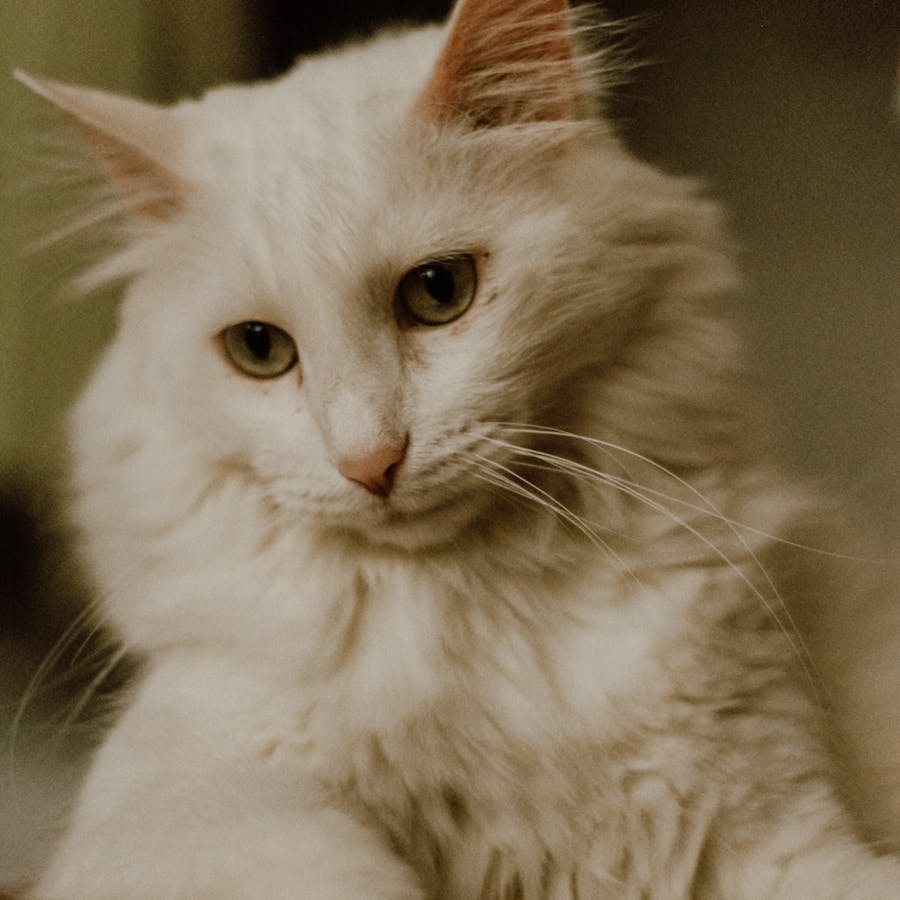 Fluffy white cat portrait