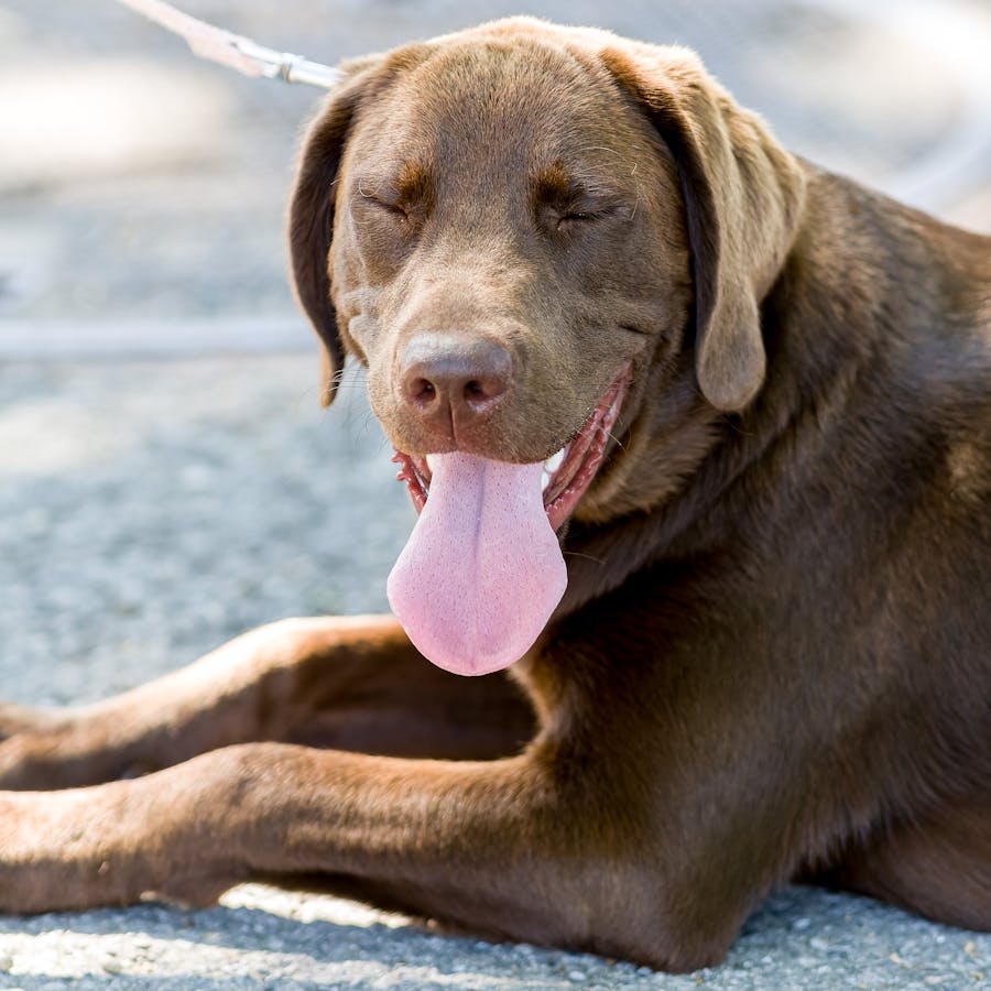 Happy dog with tongue out