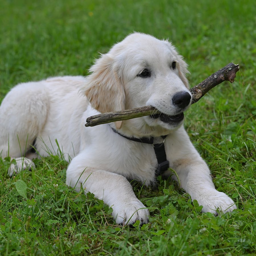 Golden retriever chewing a stick outdoors