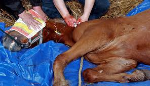 Sterile surgical environment inside mobile veterinary clinic